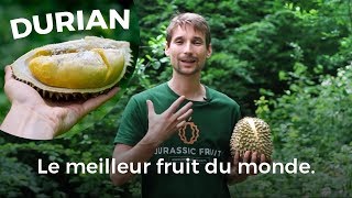 DURIAN le fruit qui a lodeur de lEnfer et le goût du Paradis [upl. by Annayek]