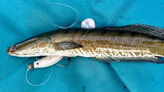 Bensbach River Barramundi vs Snakehead [upl. by Swayder365]