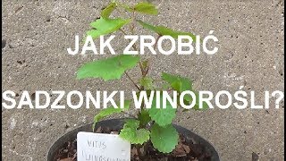 ROZMNAŻANIE WINOROŚLI  krok po kroku [upl. by Aracat]