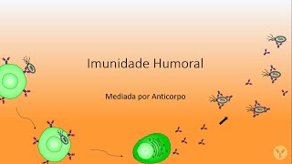 Resposta Imune Humoral Imunidade Humoral Ativação dos linfócitos B Produção de anticorpos [upl. by Ehud]