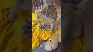 🦁🦁🦁WOW adorable baby lioncub lion kitten foryou fpy cute kitty zoo adorable [upl. by Freyah]