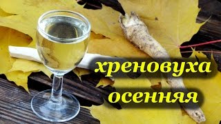 Рецепт хреновухи осенней от Алкофана [upl. by Row791]