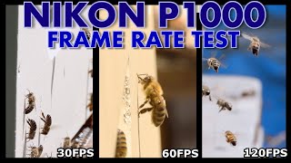 Nikon P1000  Frame Rate Test 15  120 FPS [upl. by Ekez]