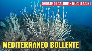 Mediterraneo Bollente [upl. by Neram]