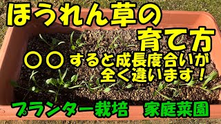 ほうれん草の育て方 ○○すると成長度合いが全く違ってきます。 [upl. by Maddox]