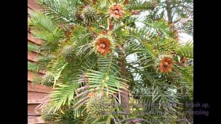 Wollemi Pine seeds germinated in UK [upl. by Ayna]