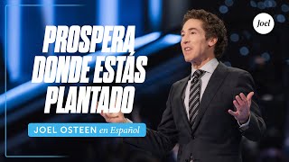 Prospera donde estás plantado  Joel Osteen [upl. by Teerpnam]