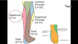 Femoral and Obturator Nerves  Dr Ahmed Farid [upl. by Lanna]