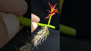 Best rooting methodindoorgardening composite viewers viralvideoシ indoorplants garden Flowers [upl. by Pollie]