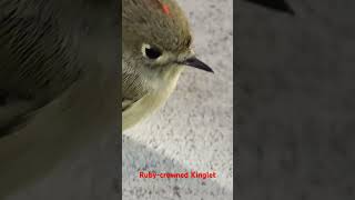 This Rubycrowned Kinglet must have hit the window Dazed it allowed me a moment to share with you [upl. by Atikahs]