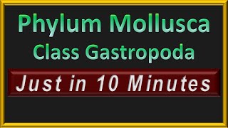 Phylum Molllusca  Class Gastropoda  In 10 Minutes [upl. by Eedak962]