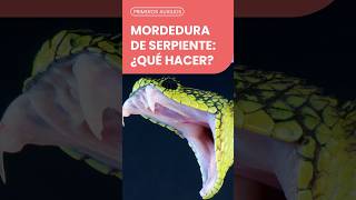 ¿Qué hacer ante una mordedura de serpiente  PrimerosAuxilios shorts [upl. by Gerita]