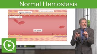 Normal Hemostasis  Cellular Pathology [upl. by Wane510]