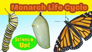 The Amazing Monarch Life Cyclenarrated for elementary science lessons [upl. by Zerelda126]