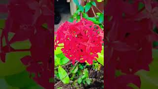 song ഇഷ്ടം ആയി ❤️ youtubepromotion flowers song whatsappstatus [upl. by Walt]