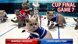 CAT KITTENS PLAYING HOCKEY CUP FINAL GAME PREVIEW British Shorthair Blue Cats [upl. by Ahsitan426]