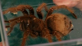 Common Tarantula Behavior  Pet Tarantulas [upl. by Mendelson787]