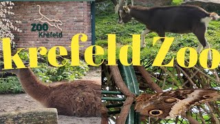 Krefeld Zoo In GermanyZoo Krefeld In Germany🐐🐅 [upl. by Niassuh]