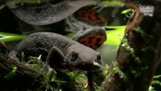 Cynops Orientalis HD movie 21  Alongside the water surface  Paludarium [upl. by Atilamrac759]