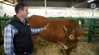 La raza Limusina una vaca cada vez más presente en todo el país  LA Besana en Verde [upl. by Aitrop809]