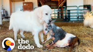 Dog Is Three Legged Goats Protector  The Dodo [upl. by Attaynik]