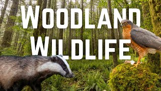 What Wildlife lives in UK Woodlands [upl. by Chesnut]