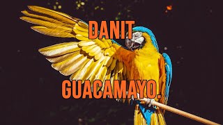 Danit  Guacamayo Lyrics  Letra [upl. by Keynes]