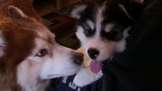 Siberian Husky Puppy meets her Dad [upl. by Laehcimaj]