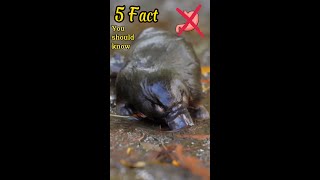 5 Fascinating Facts about the Platypus🤔 short viral animals discovery adventure platypus [upl. by Nitsrik]