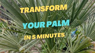 How to TRANSFORM the look of a Chamaerops humilis [upl. by Lexa]