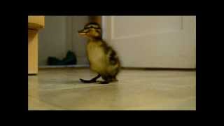 Cute Duckling Follows Man [upl. by Girvin438]