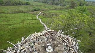 Bywyd Gwyllt Glaslyn Wildlife  Ffrwd Byw  Live Stream 2 [upl. by Luedtke]