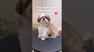 ✂️ CURSO DE PELUQUERÍA CANINA✂️ [upl. by Marsden210]