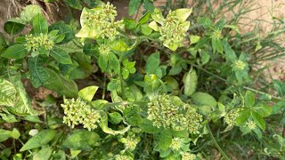 Euphorbia heterophylla music nature flowers [upl. by Luapsemaj]