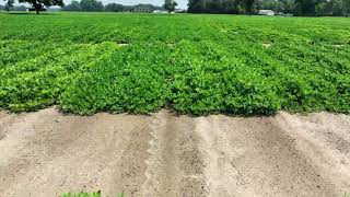 Midville GA  July 15 2024  Peanut Plots 4 [upl. by Tsirhc154]