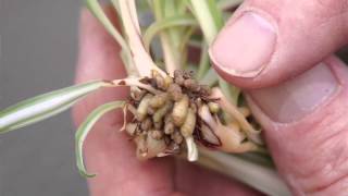 Propagating Spider Plants [upl. by Onida]