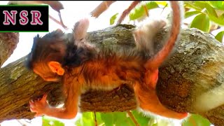 Adorable Newborn Baby Monkey in Nature’s Peaceful Embrace  Nature Serenity Relaxing [upl. by Hallerson347]