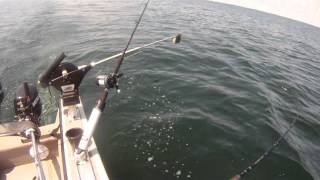 The best downrigger release style [upl. by Aldon]