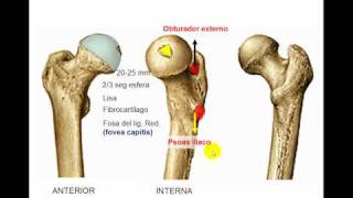 Osteología de miembro inferior 4 [upl. by Arella681]