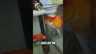 Ce Poisson Se Coince Et Ça Fait Tout Un Spectacle  🐟😱 NatureSurprise PoissonCoincé [upl. by Ailemaj322]