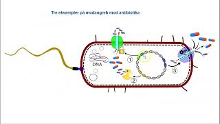 Resistente bakterier [upl. by Megargee516]