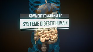 Comment fonctionne le système digestif humain  Animation [upl. by Halie]