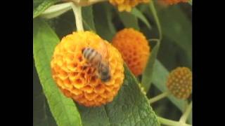 Honey bees in closeup collecting nectar from a flower [upl. by Anehta]