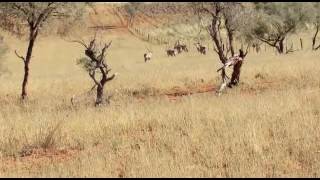 My eerste Kalahari Gemsbok [upl. by Yobybab746]