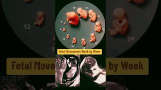 fetal movements week by week pregnancy pregnancyweekbyweek pregnancyscan [upl. by Brower]