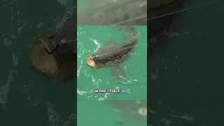 Epic Battle with a Giant Fish at Floridas Famous fishing seafood fish [upl. by Ajin856]