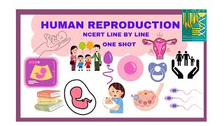 HUMAN REPRODUCTION l NCERT LINE BY LINE l ONE SHOT l NEET QUICK REVISION SERIES l [upl. by Ennazus320]