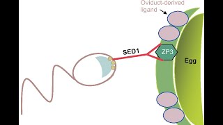 EMBRYOLOGY 2020 Fertilization through the Morula The Beginning of Life Is Achieved [upl. by Alimac36]