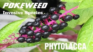 ⟹ POKEWEED  Phytolacca  A quick look this plant  Invasive Species [upl. by Aggappera]