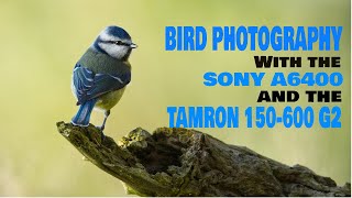 Sony A6400 and Tamron 150600G2 for Bird Photography [upl. by Ellives983]